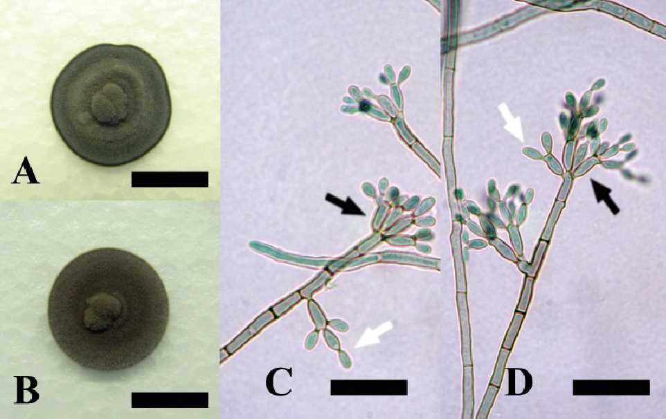 Micromorphology of the F. pedrosoi.